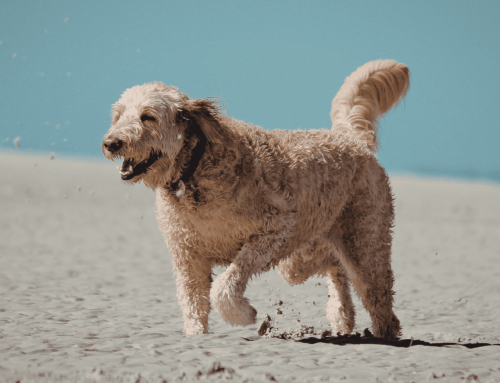 Heartworm Awareness Month: Heartworm Prevention for Dogs and Cats
