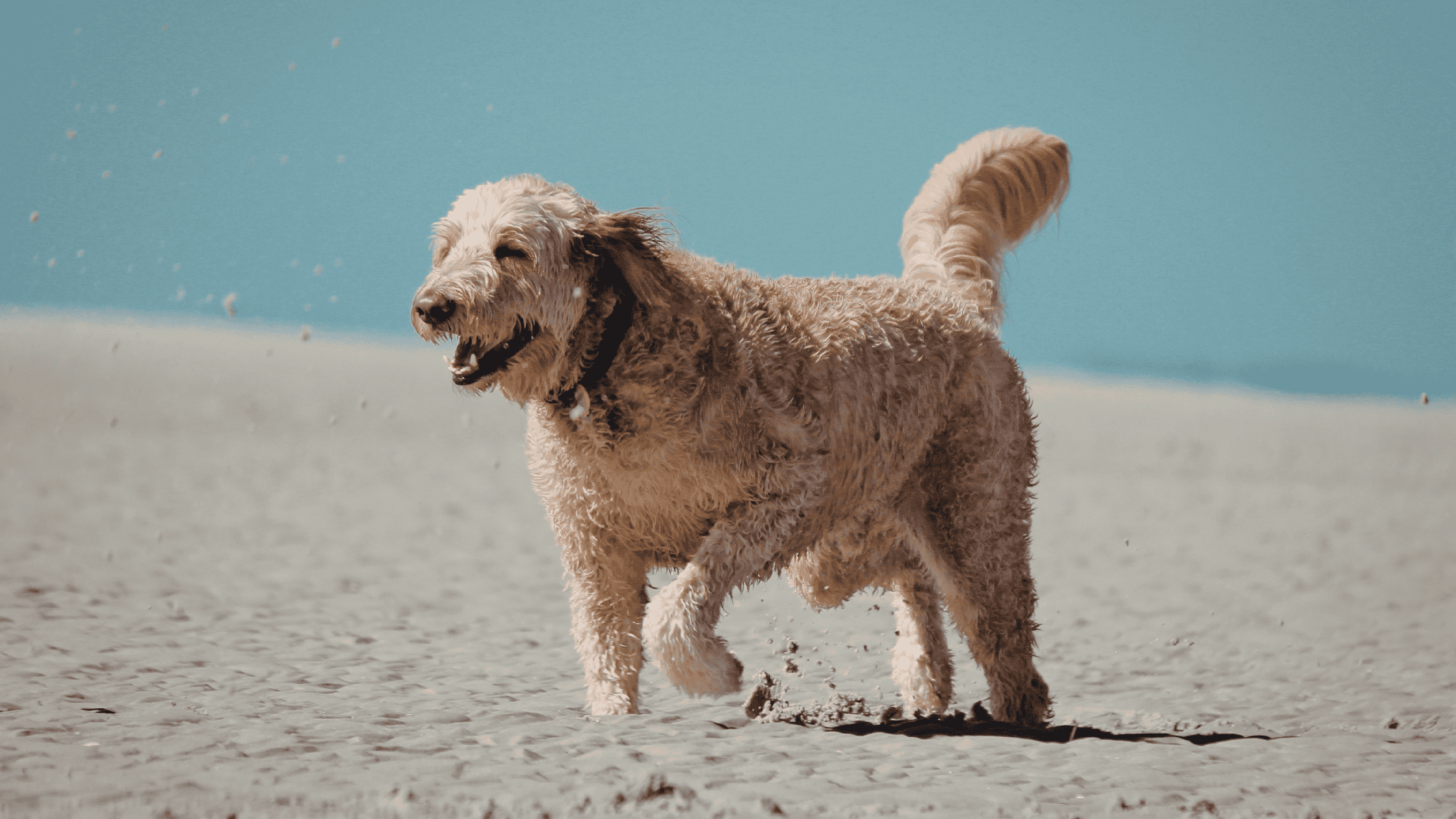 Heartworm Prevention for Dogs and Cats