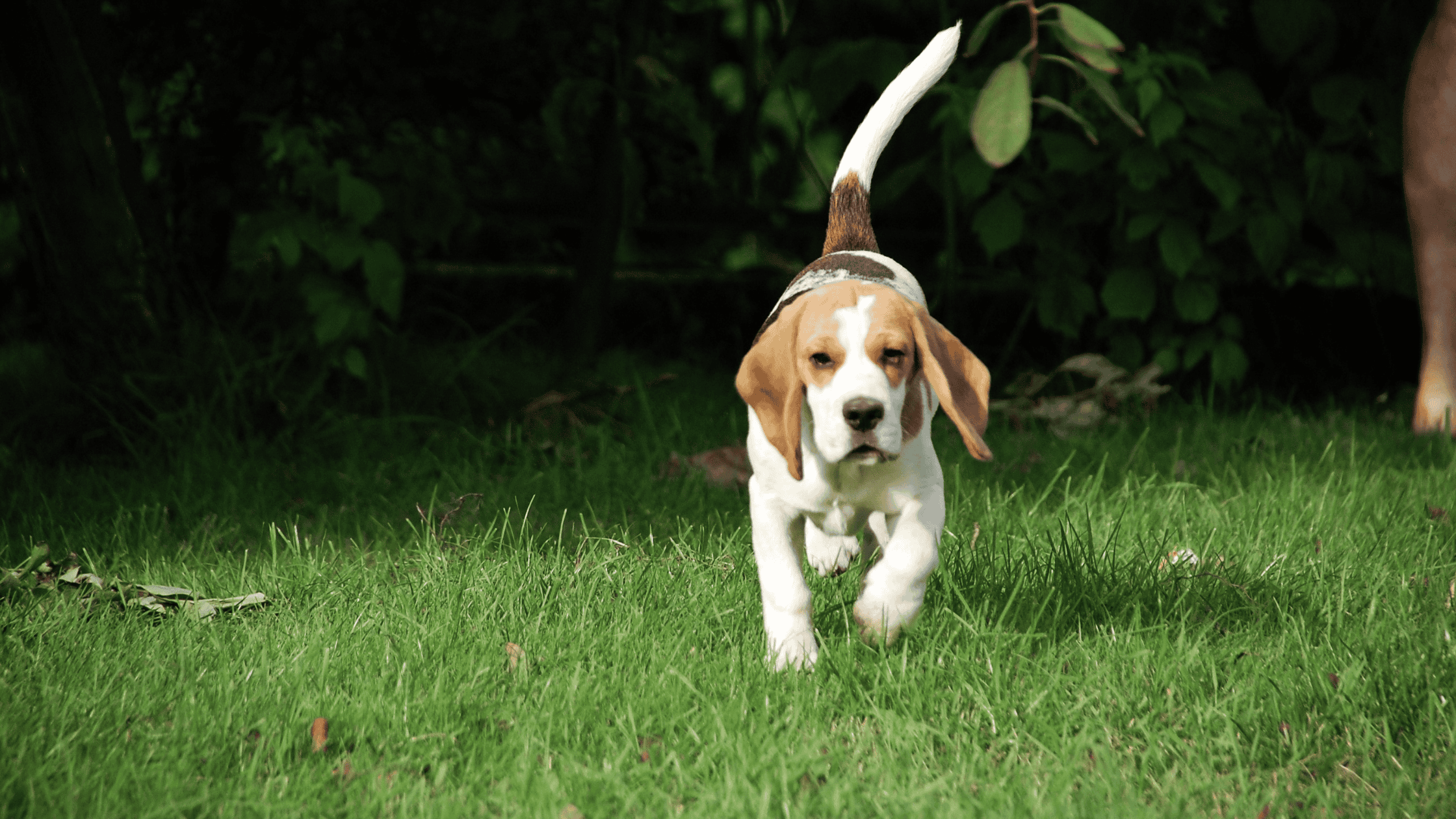 Lyme Disease Prevention for Dogs