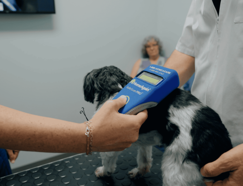 National Microchipping Month