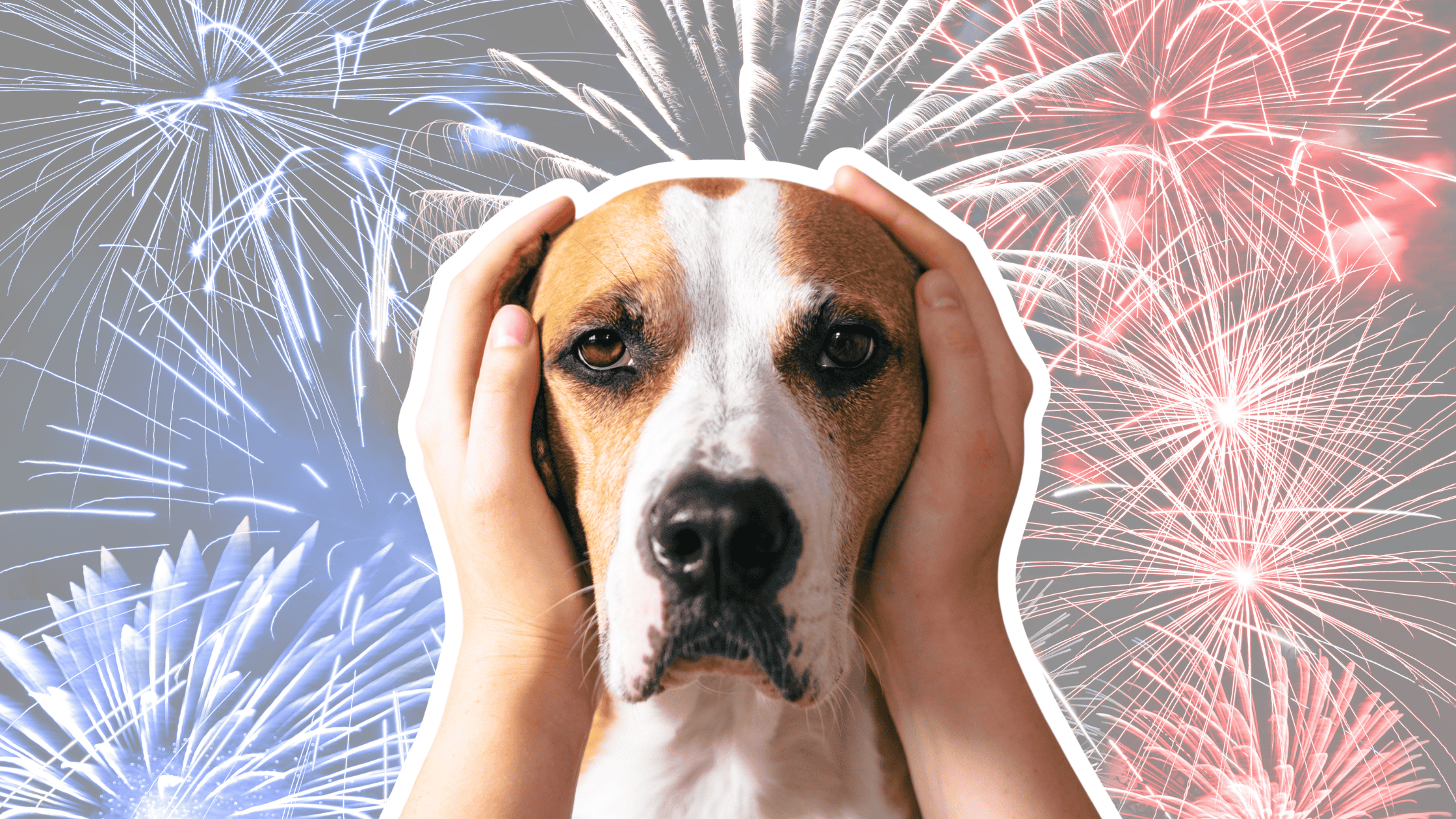 Dog Noise Aversion