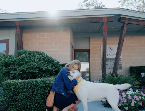 How Vet Visits Detect and Prevent Issues