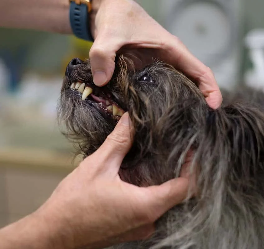 dental exam by vet at animal hospital