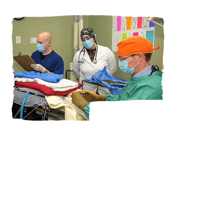 Three vets in surgical attire operate on a dog lying on a table in a clinic, with medical equipment surrounding them.