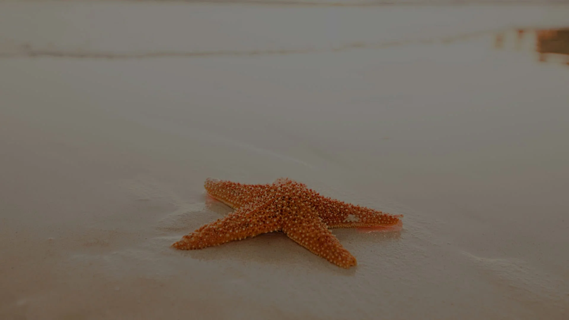 A starfish on a sandy beach with a soft focus background during twilight, awaiting care by a marine veterinarian.