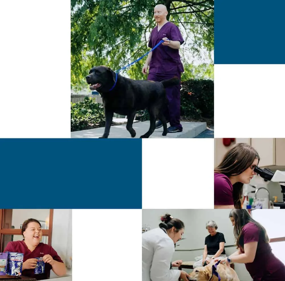 Collage of veterinary care: a person in purple scrubs walks a large black dog; a woman studies samples under a microscope; a vet examines a golden retriever with two people nearby; a woman smiles with pet food packages.