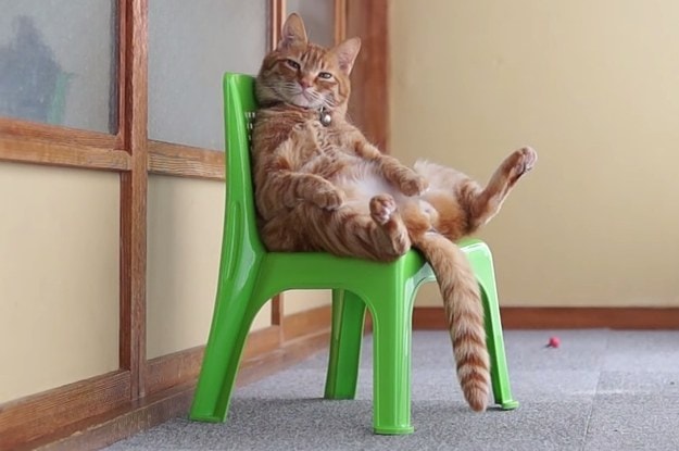 An orange tabby cat providing pain relief by sitting on a green chair.