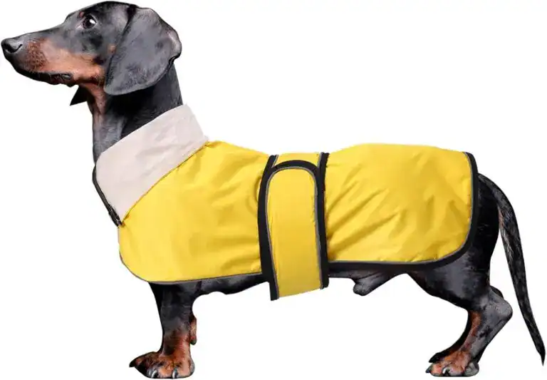 Dachshund in a yellow Raincoat