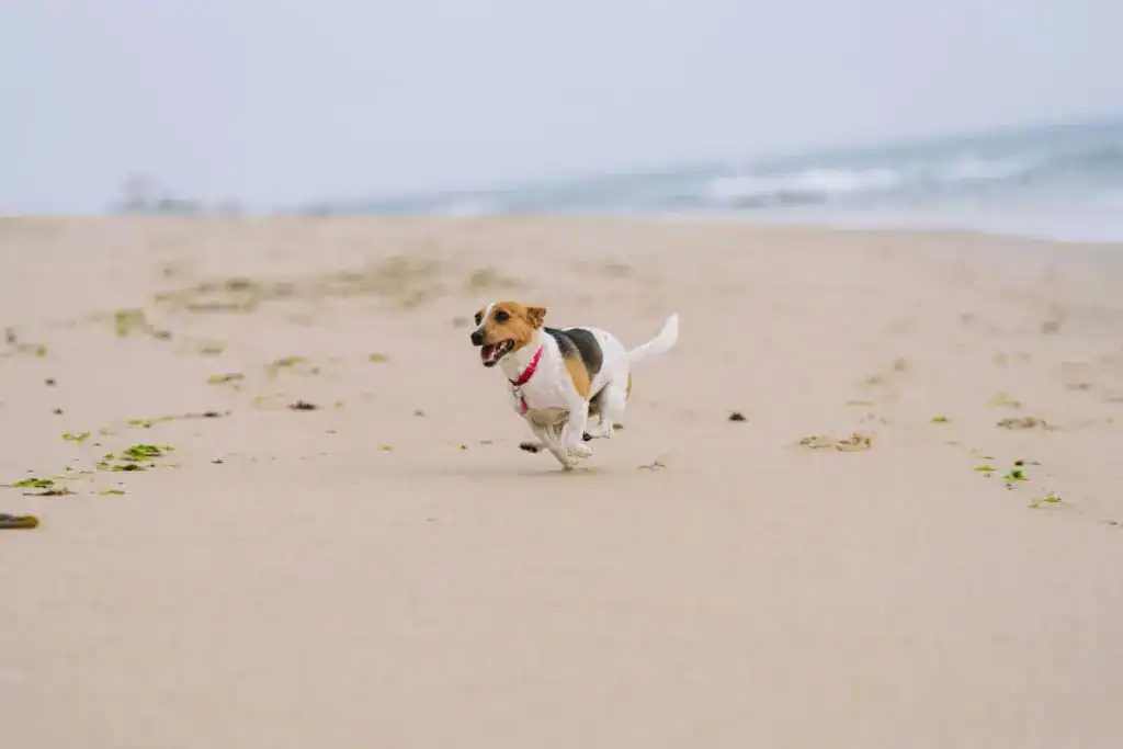 exercise equipment for dogs