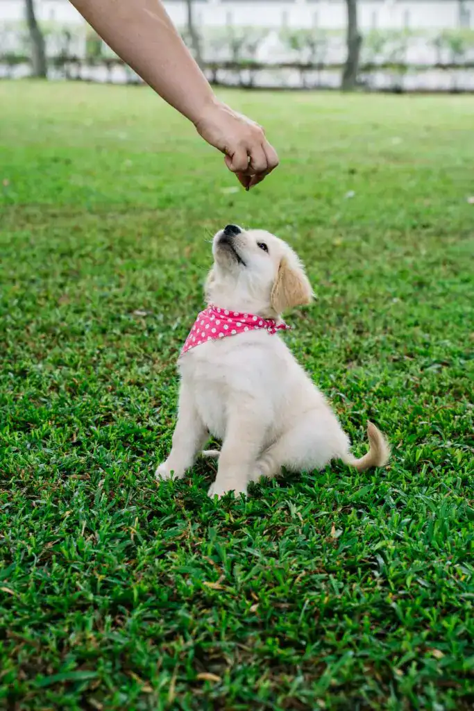 Best Training Treats for Puppies