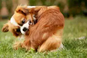 Adorable dog showing signs of discomfort, representing common dog allergy symptoms like itching, paw licking, and skin irritation.