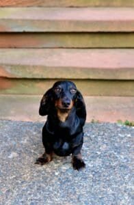 Black dachshund sitting outdoors near steps — perfect visual for dachshund owner tips and essential dachshund care guidance