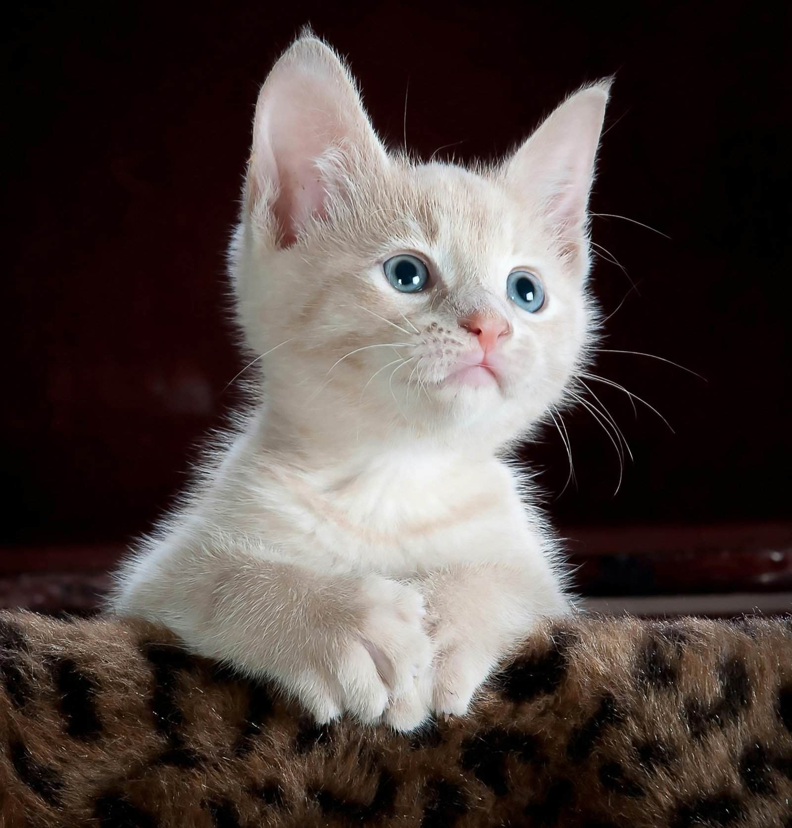 🐾 Finding Everyday Joy: How Pets Inspire Us to Live Better 20 Close-up portrait of an adorable cream-colored kitten with blue eyes resting indoors.