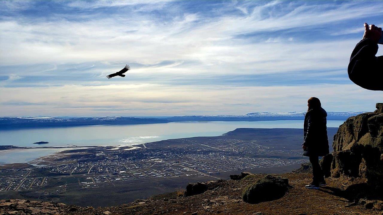 Cóndor posado en una roca con vista al paisaje patagónico
