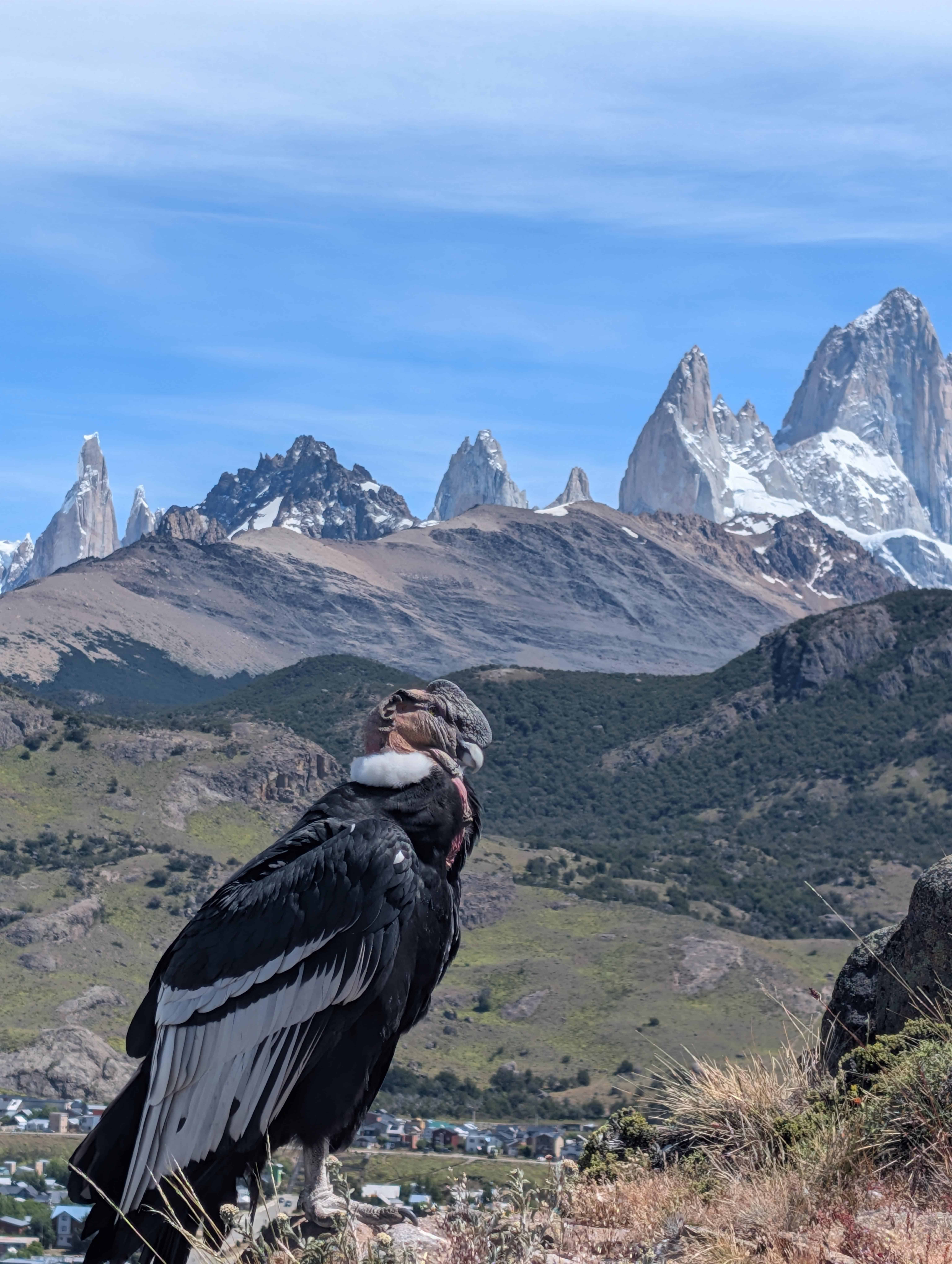 Cóndor andino en vuelo sobre las montañas de la Patagonia