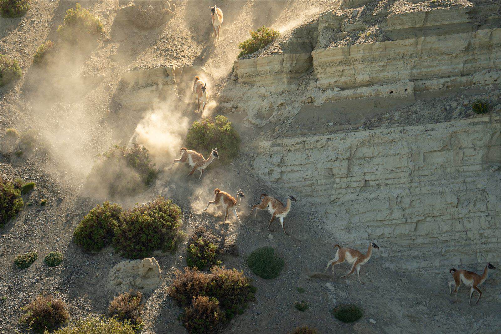 Cañadón y estepa patagónica del Río Santa Cruz – Darwin Experience