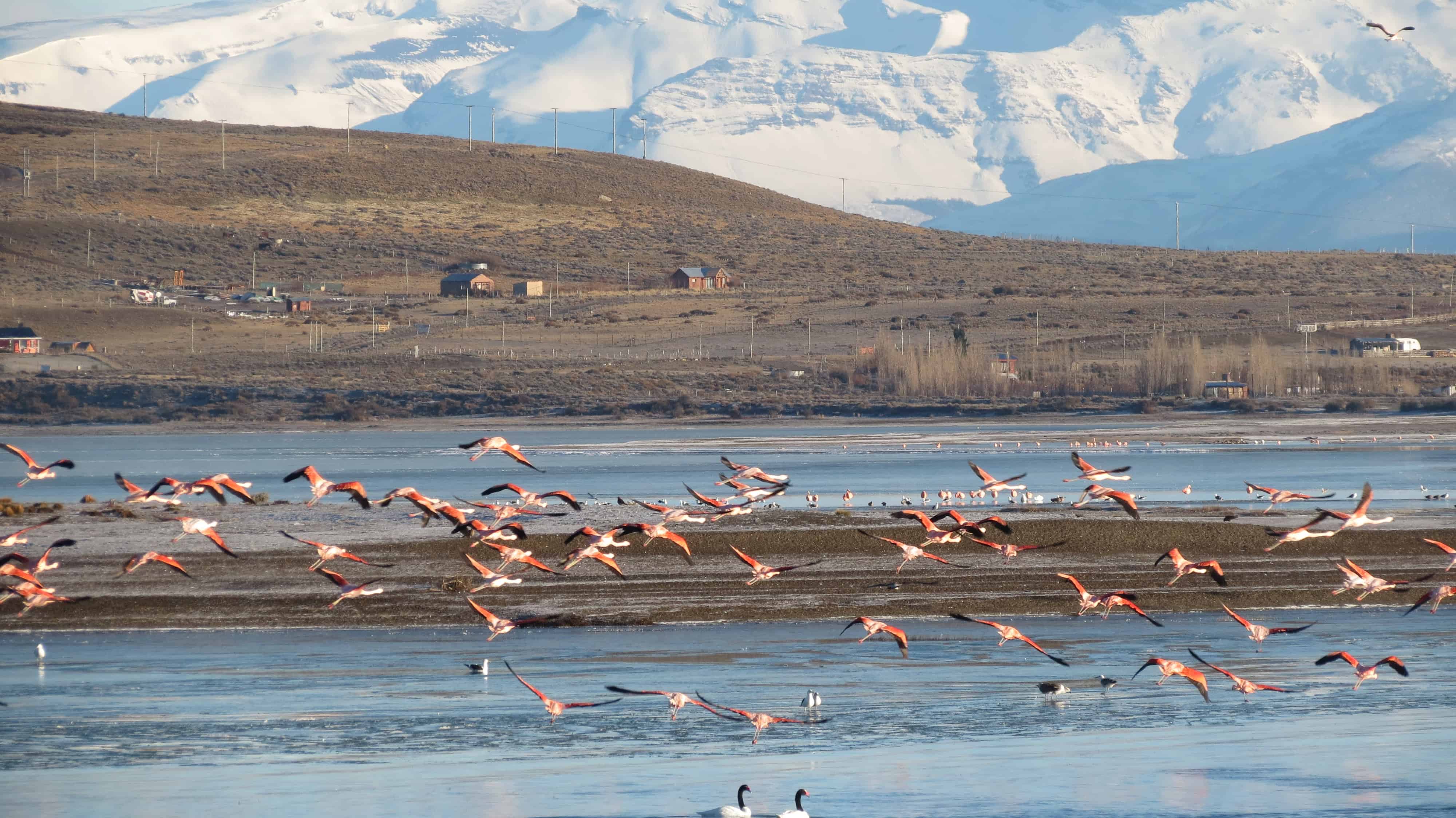 Flamencos y fauna en la estepa patagónica de Santa Cruz