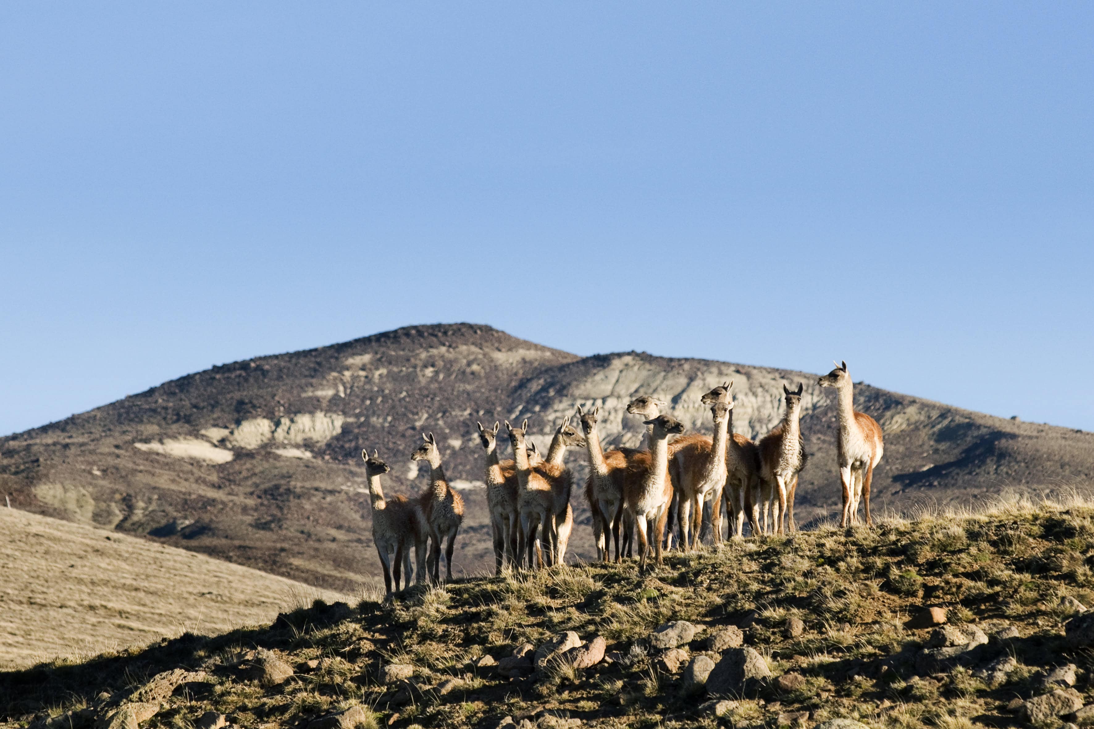 Guanacos en la estepa al costado de la Ruta 40 en Santa Cruz