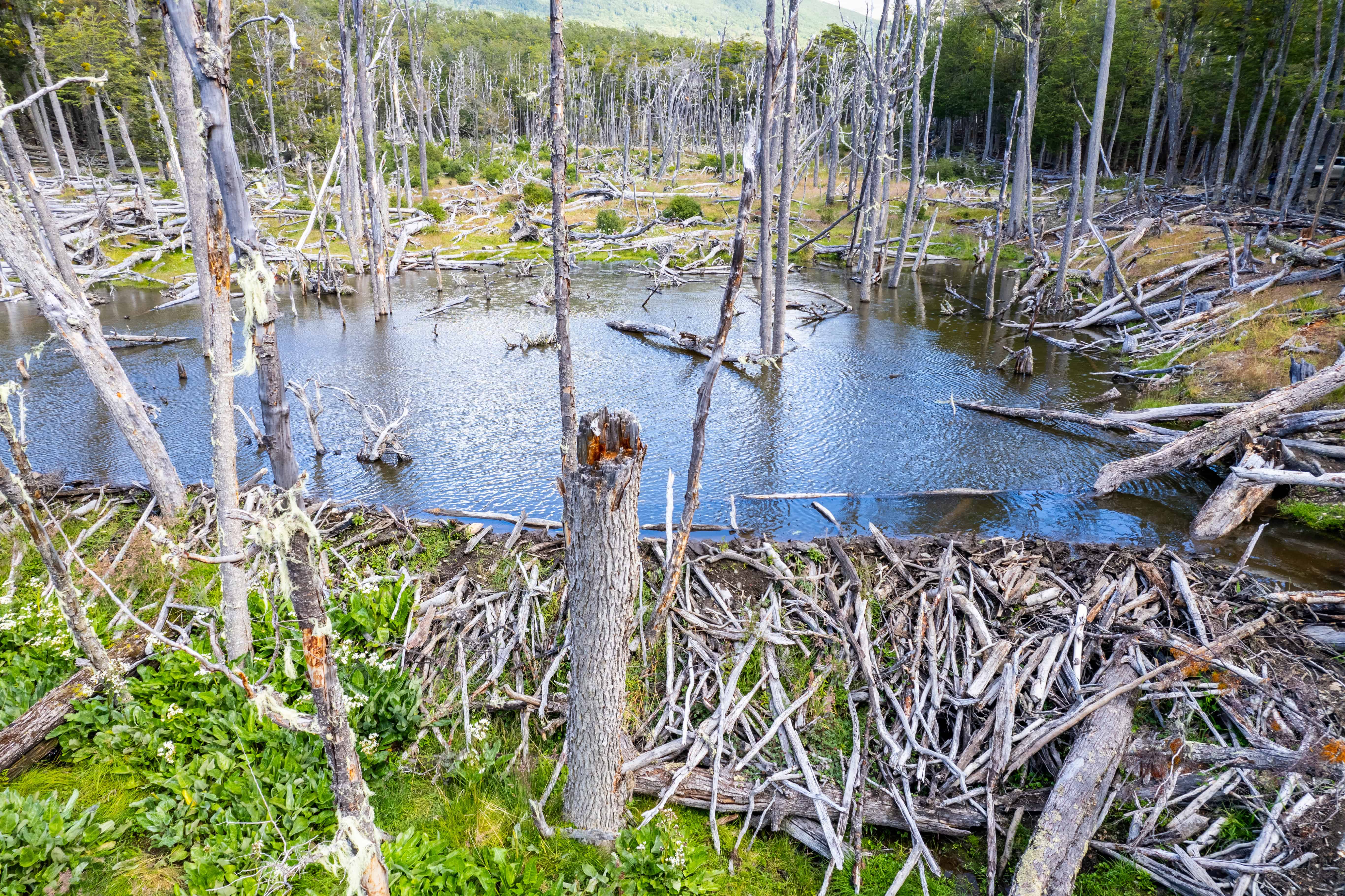 Bosque inundado por diques de castores en Tierra del Fuego, excursión 4x4 Ushuaia