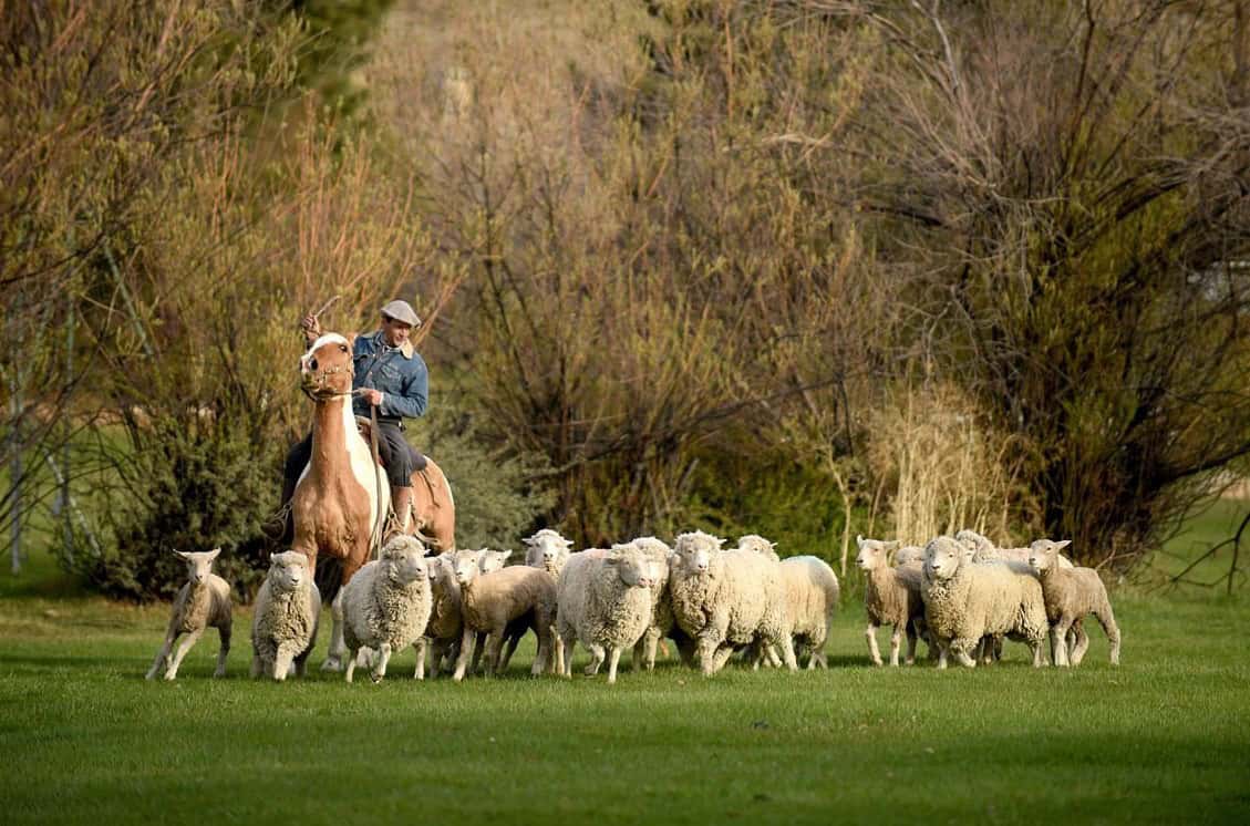 Demostración de arreo de ovejas con perros ovejeros en la Estancia 25 de Mayo, El Calafate