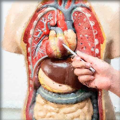 Una pintura de los organos del cuerpo
