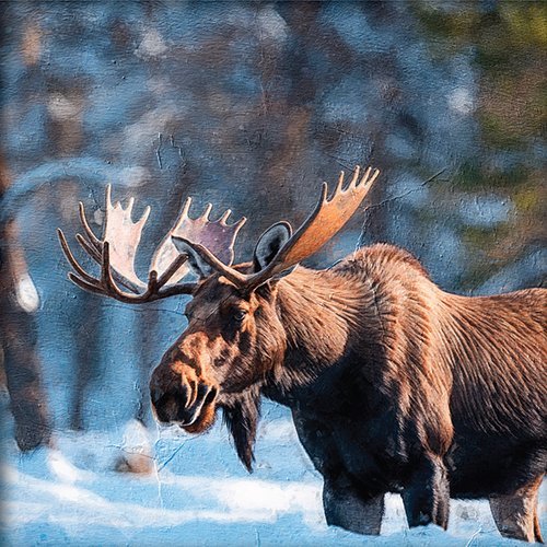 Un alce en un paisaje nevado