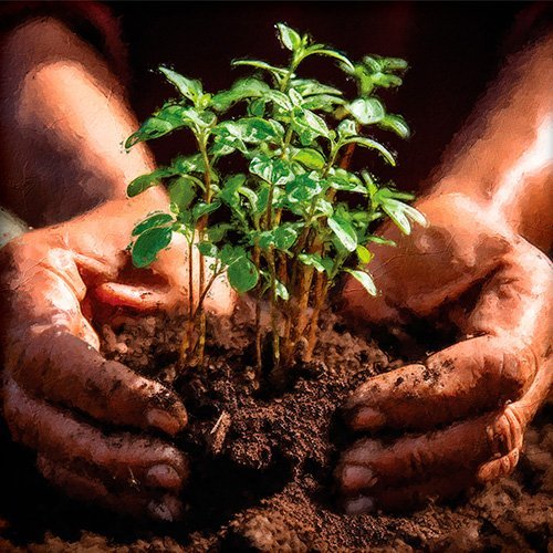 Manos cultivan una planta