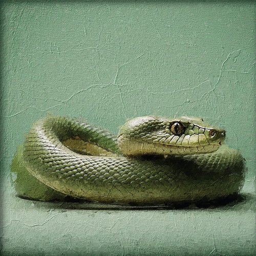 Serpiente venenosa verde
