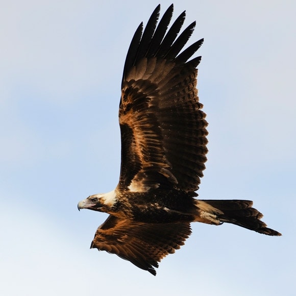 Murray River Trails Wedge Tailed Eagle Riverland South Australia