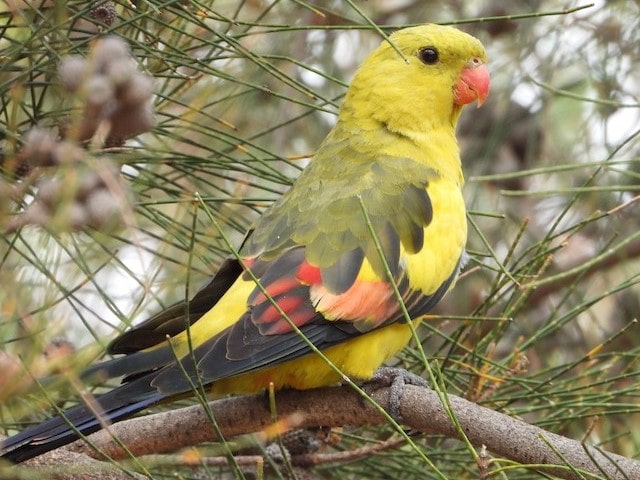 Regent Parrot
