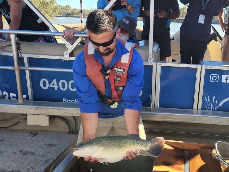 A SARDI fisheries scientist holding a Murray Cod during an electrofishing survey on the Murray River near Renmark, South Australia