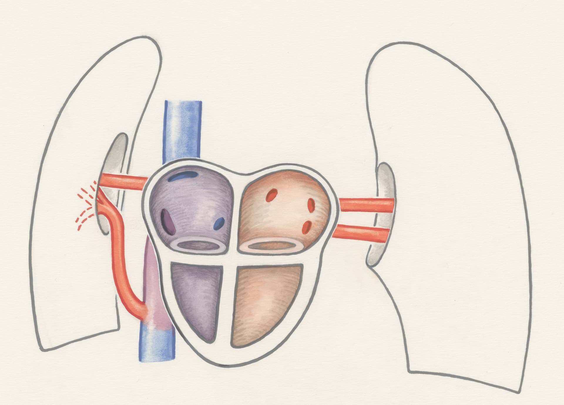 draw of the heart and lungs