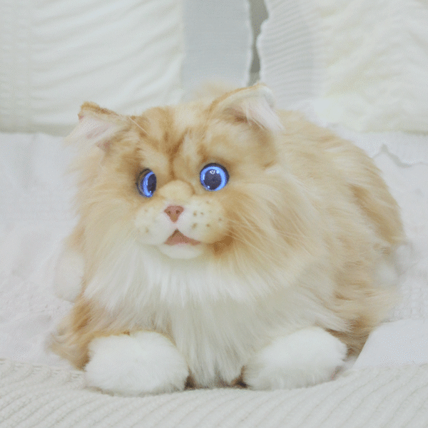 Metakatze – Bild 4