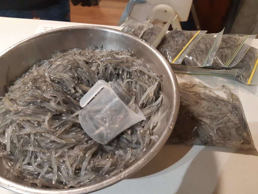 Raw whitebait in a bowl and a plastic cup on top. 6 zip lock bags filled with whitebait next to it.