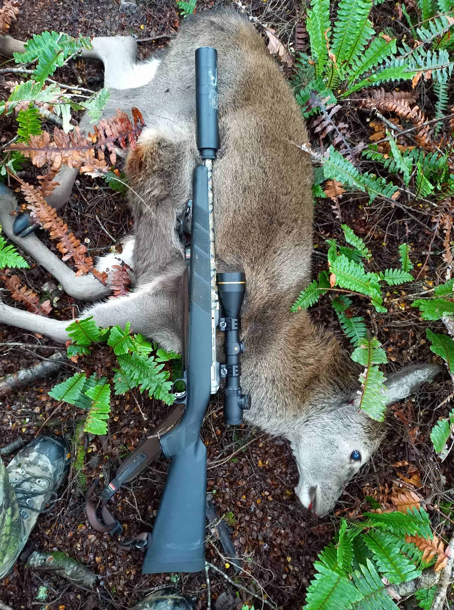 Dead deer on the forest floor with a rifle on top of it
