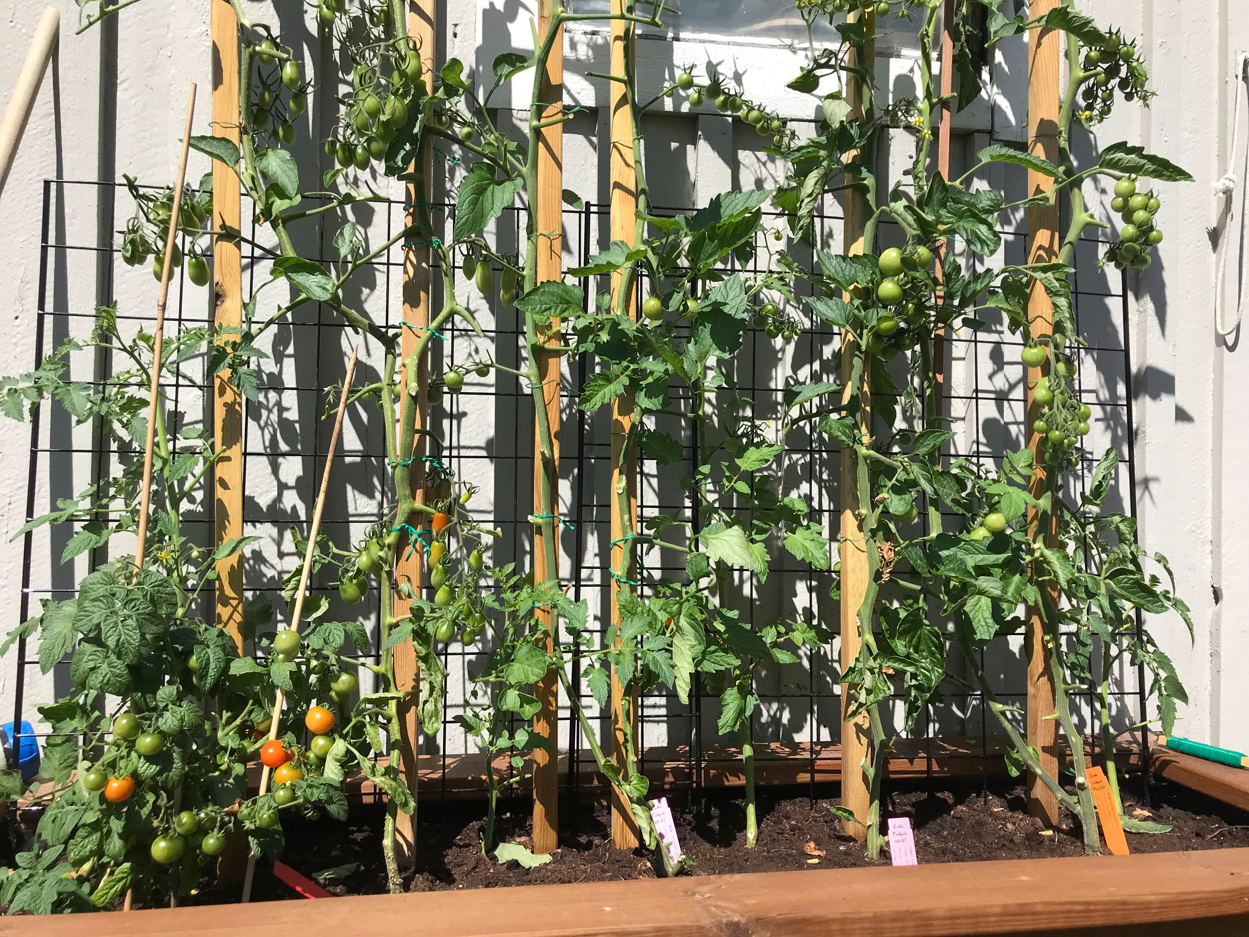 tomato plant