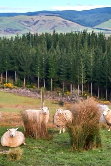 sheep on my lifestyle block