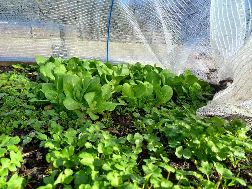 Spring vegetables growing under a frost cloth