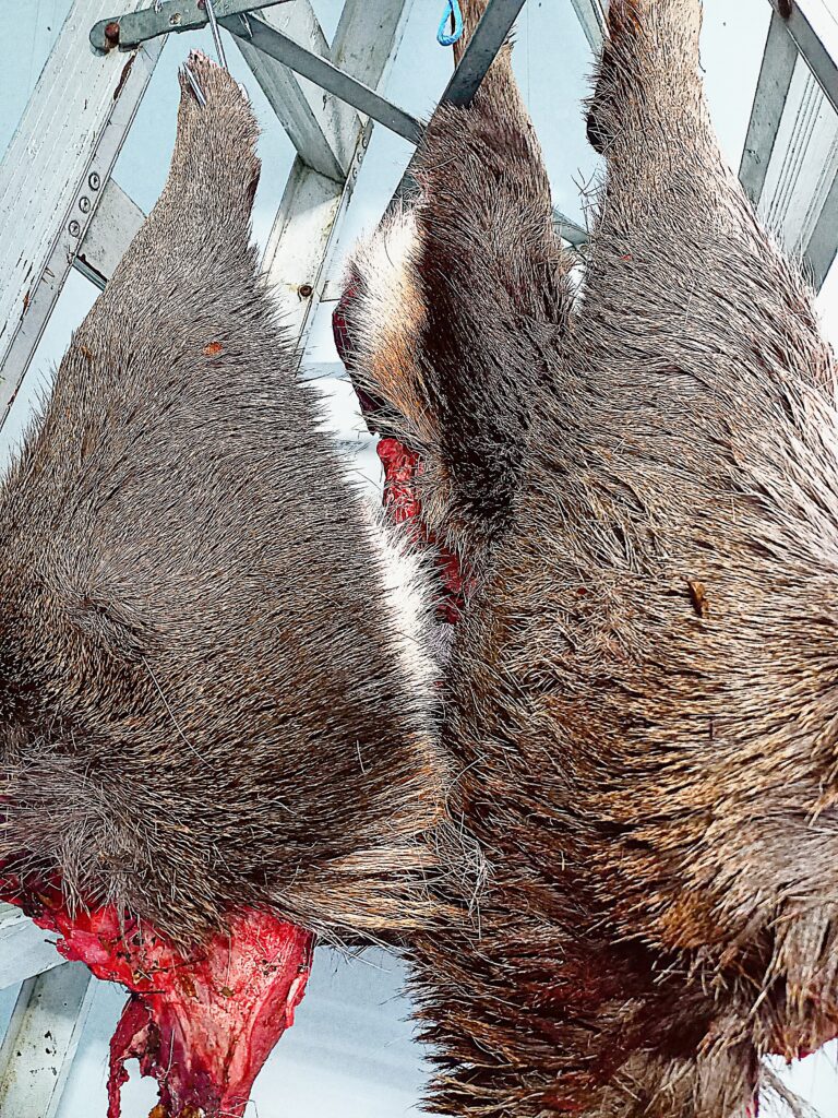 3 deer legs with skin on hanging up in a cool room