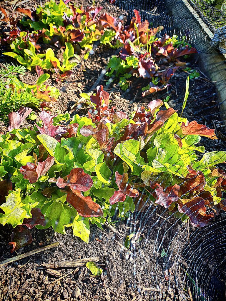 Colorful lettuce growing in a garden bed with bird net cover