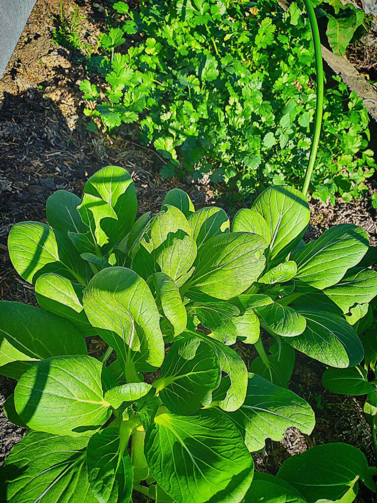 bok choi and coriande growing in a garden bed