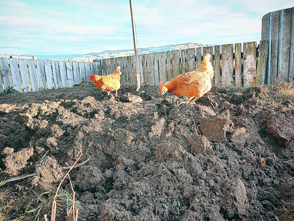 2 Hens digging in my garden bed. A wooden fence around the garden bed