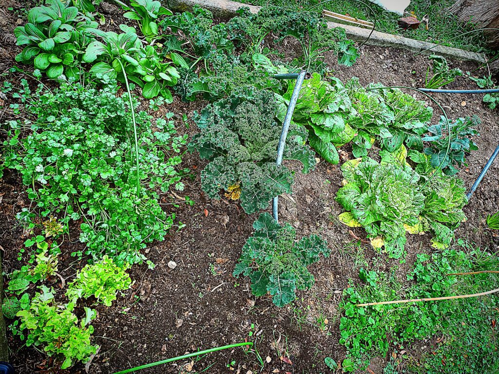 Green vegetables growing in a garden bed