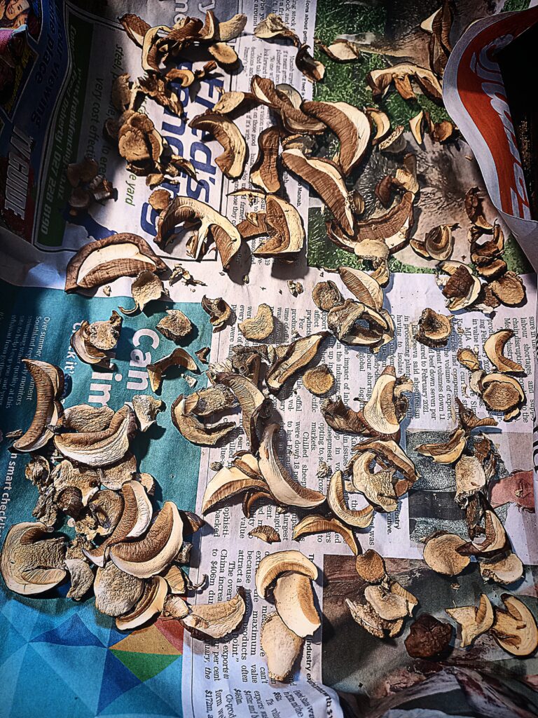 sliced porcini mushrooms drying on news paper