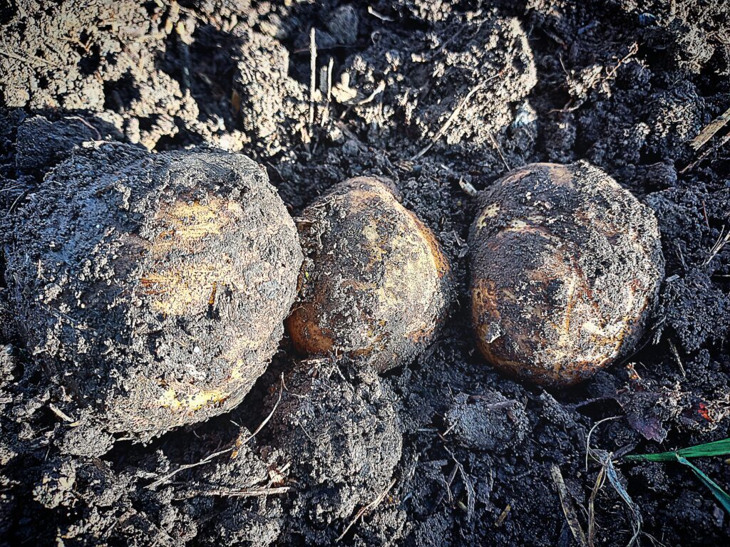 3 potatoes on top of garden soil