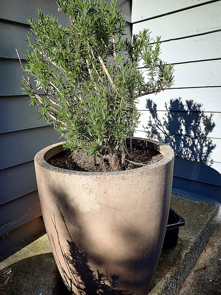 Rosemary growing in a large pot outside a grey house