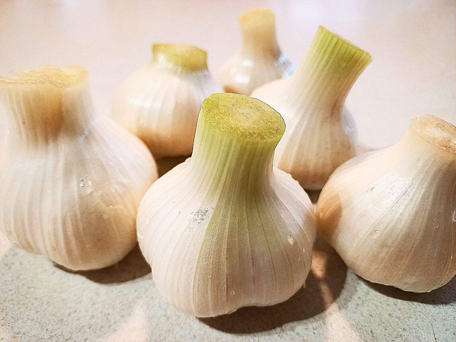 6 garlic heads on a white bench