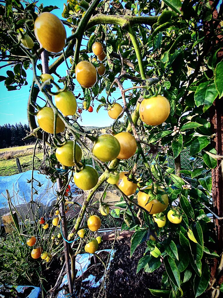 A tomato plant with green cherry tomatoes outside