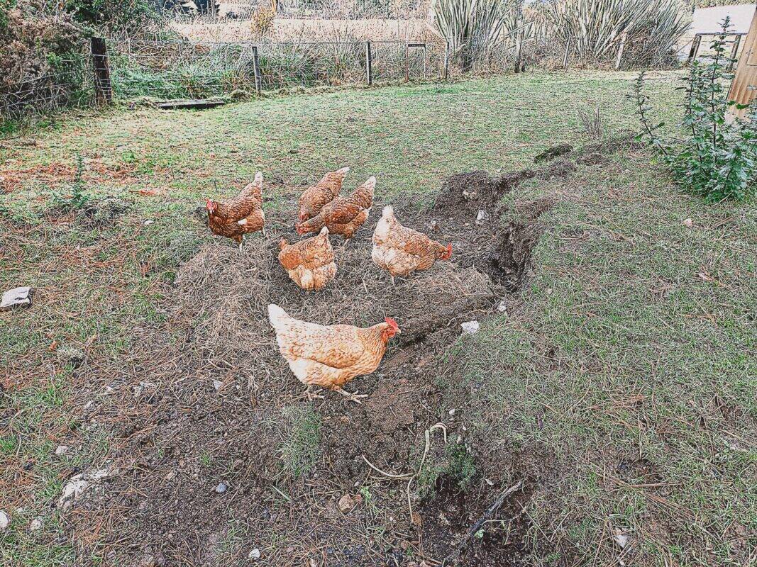 6 chickens roaming and scratching around in a paddock