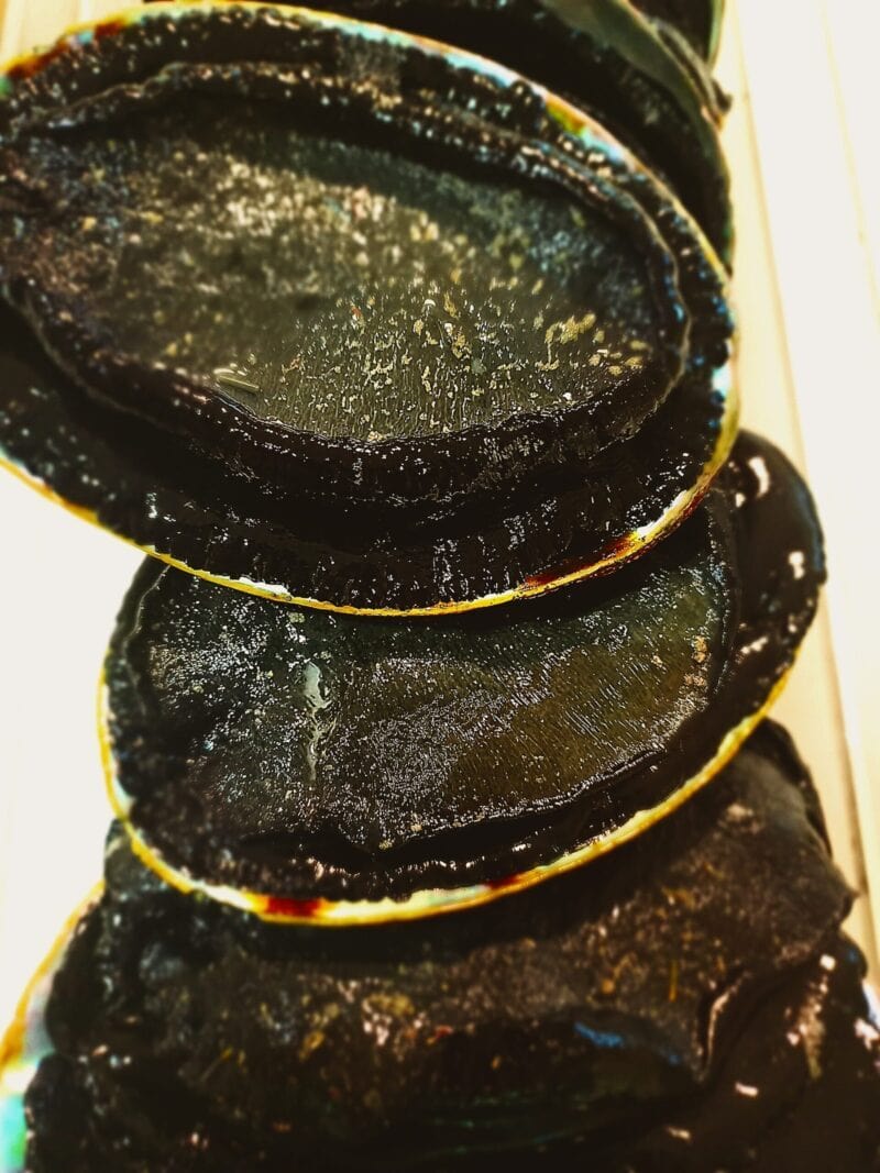 Close up of five fresh paua in their shells meat side up